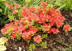 Rhododendron japonica Geisha Orange / Törpe japán azálea